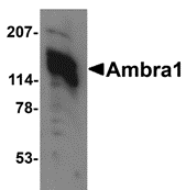 Antibody product image